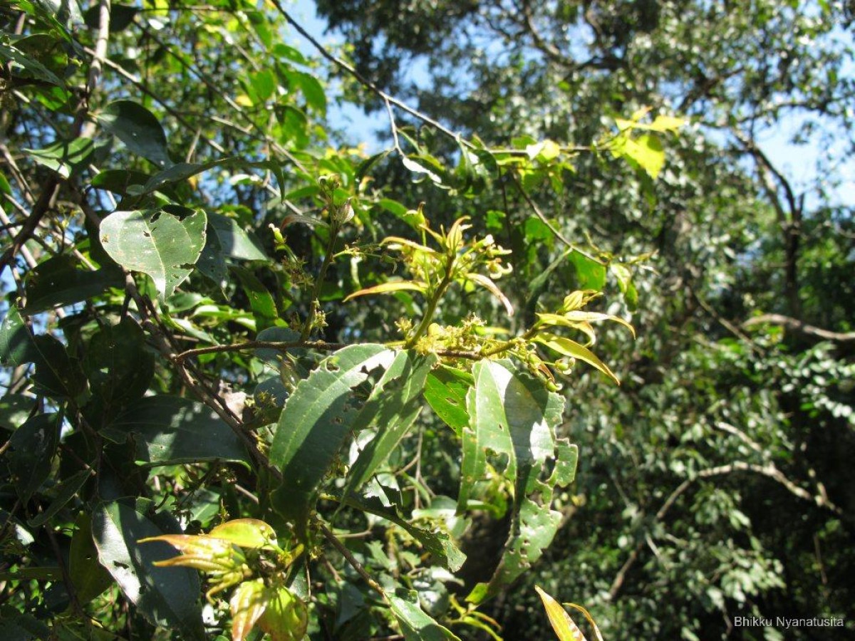 Celtis philippensis Blanco